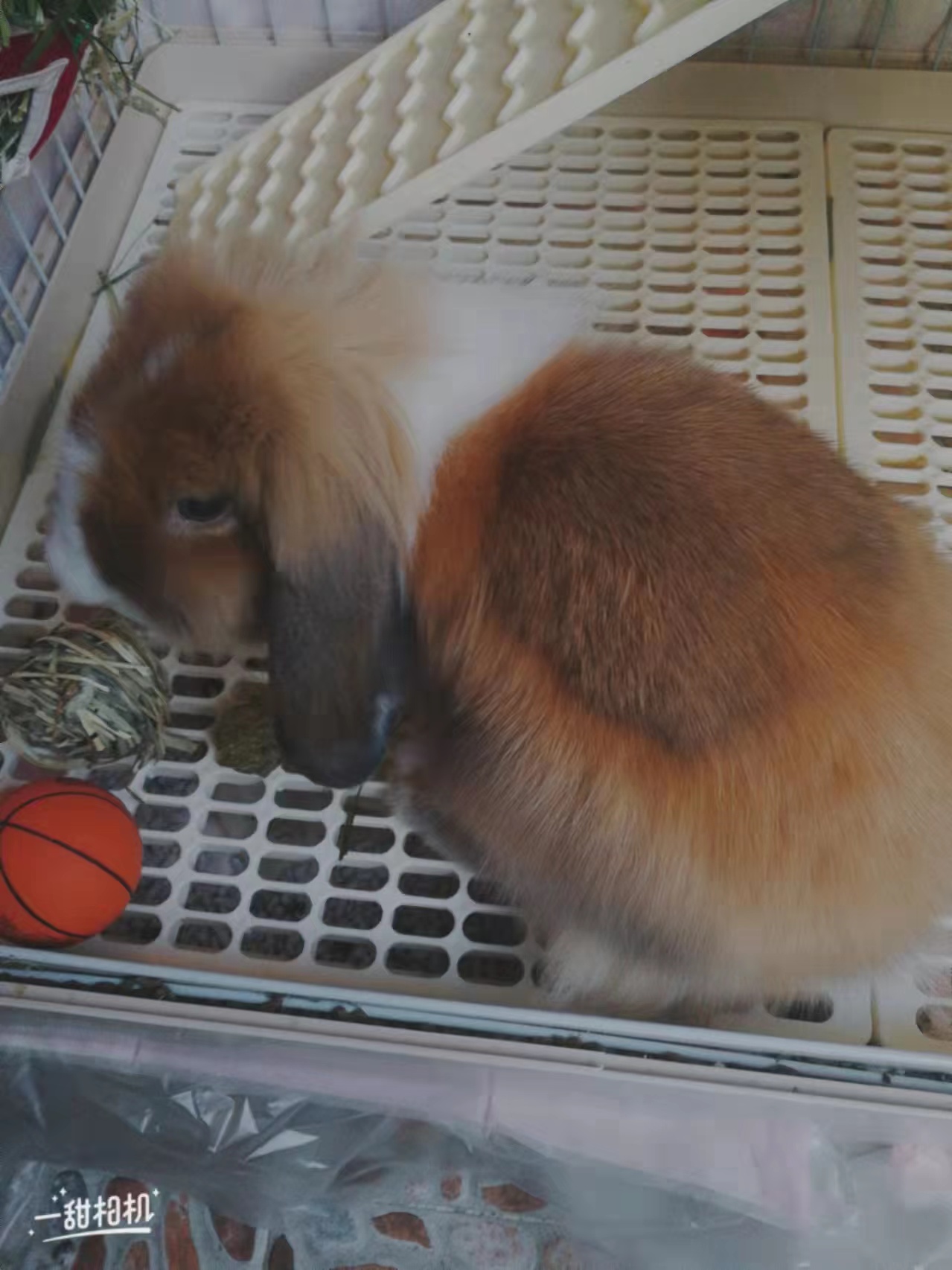 冬天怎么给兔子保暖最好,冬天兔子下崽怎么取暖