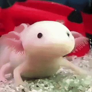 把自己玩成濒危的物种,把自己玩成了濒危动物