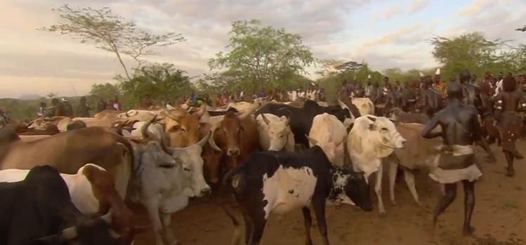 非洲原始部落的真实生活：女人想找对象，就要主动让男人鞭打