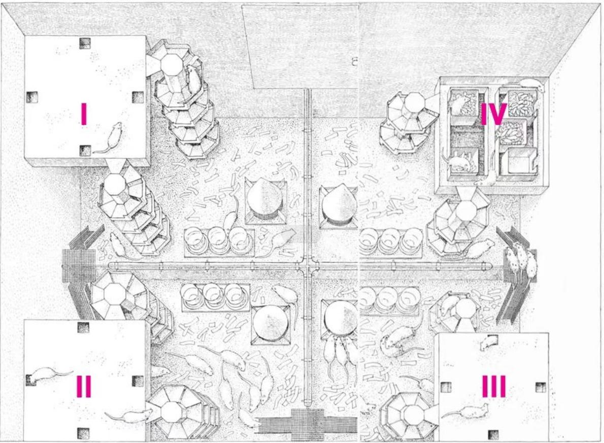 美国8只白鼠进入乐园,美国将8只白鼠放进乐园