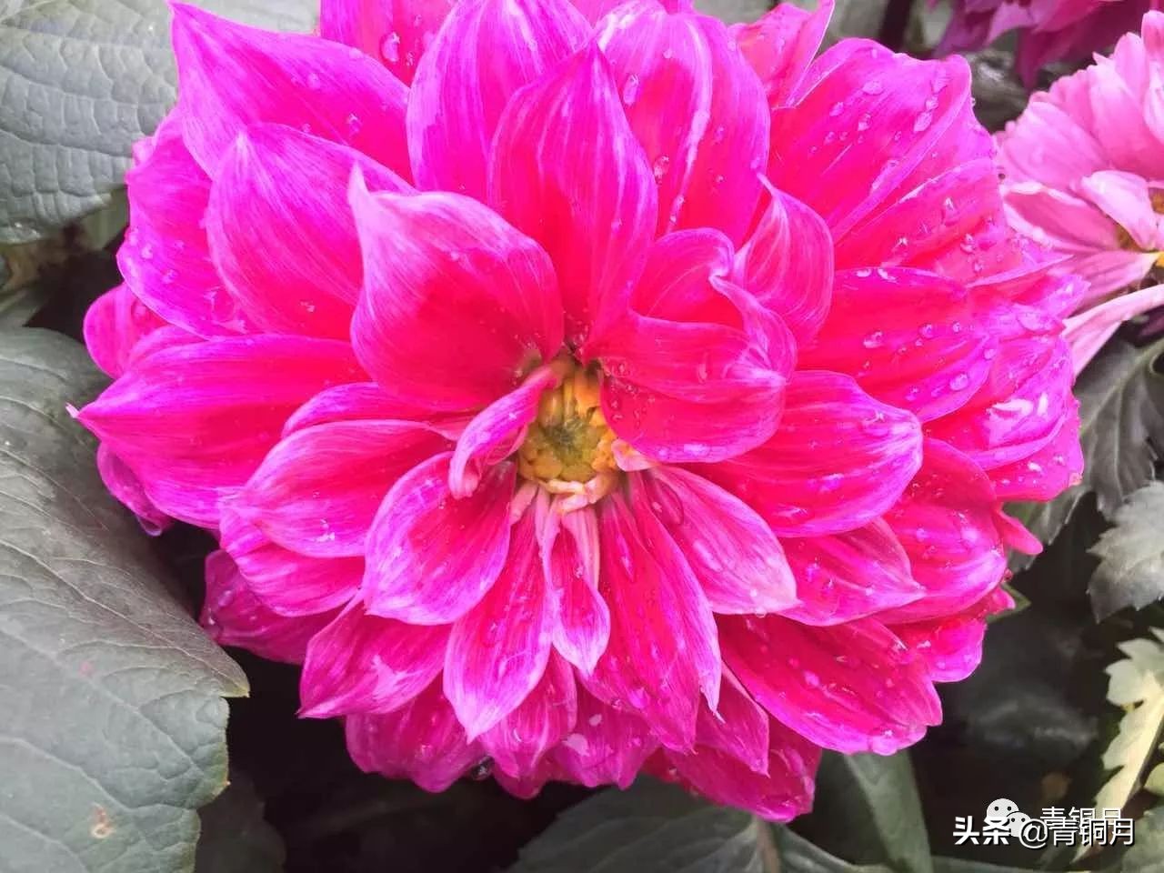 诗词第3册第5课：汗漫《歌唱》3首（10万+课程老师讲义）