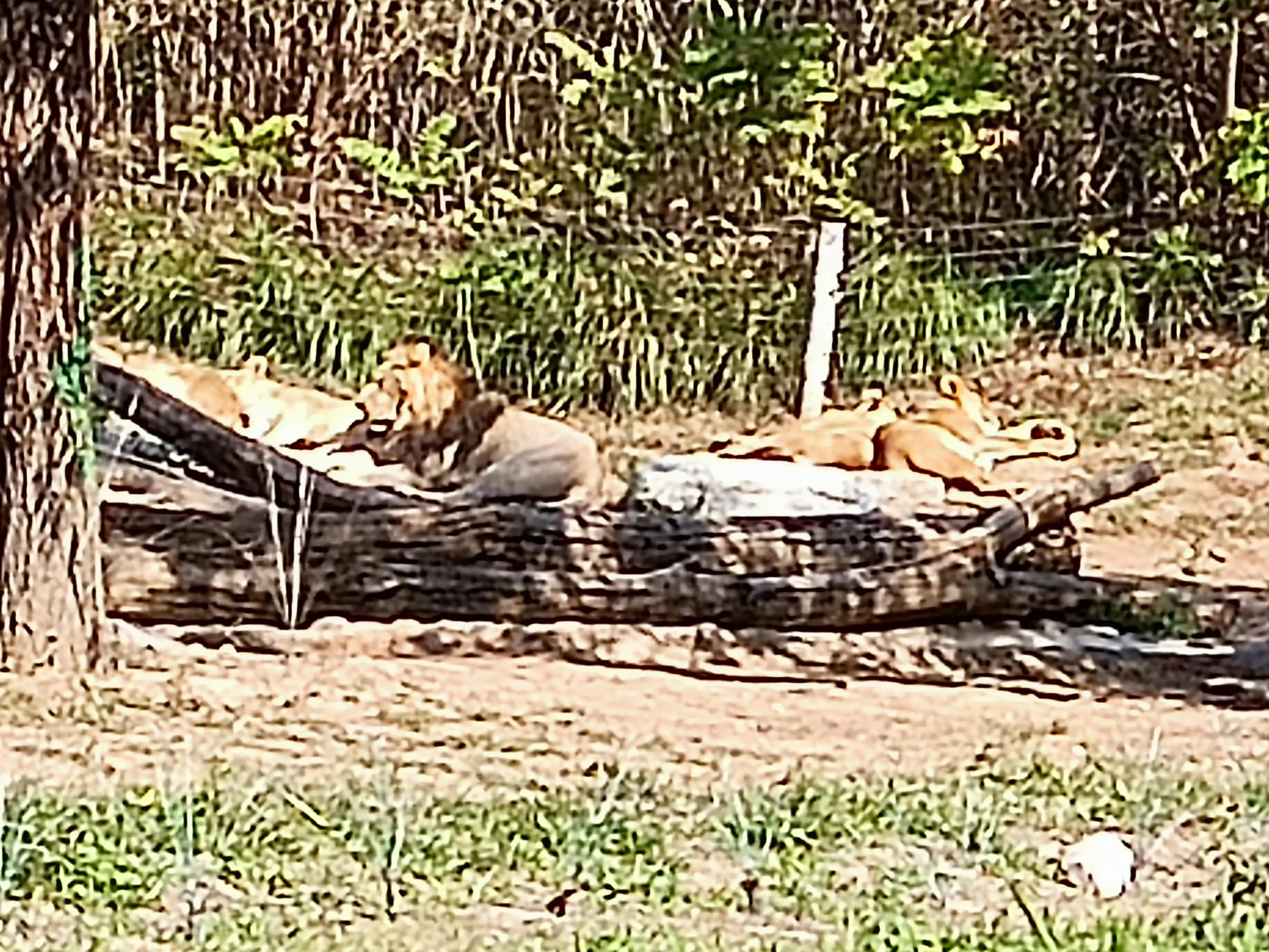 北京动物园和北京野生动物园区别,北京野生动物园狗妈妈和老虎狮子