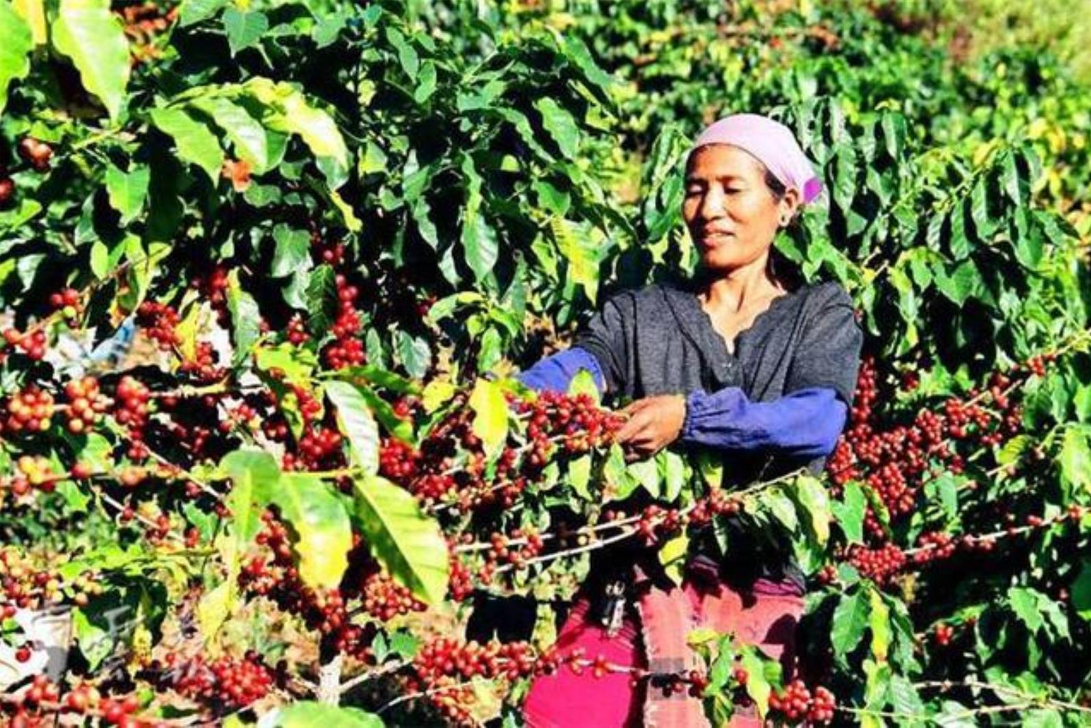 雀巢在中国每年狂揽600亿,雀巢为什么能做到世界第一