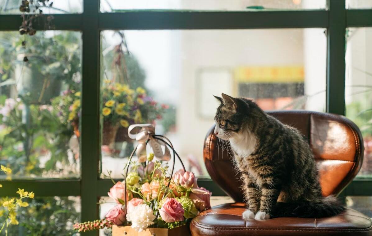 中华田园猫怎么养,中华田园猫为什么不建议养