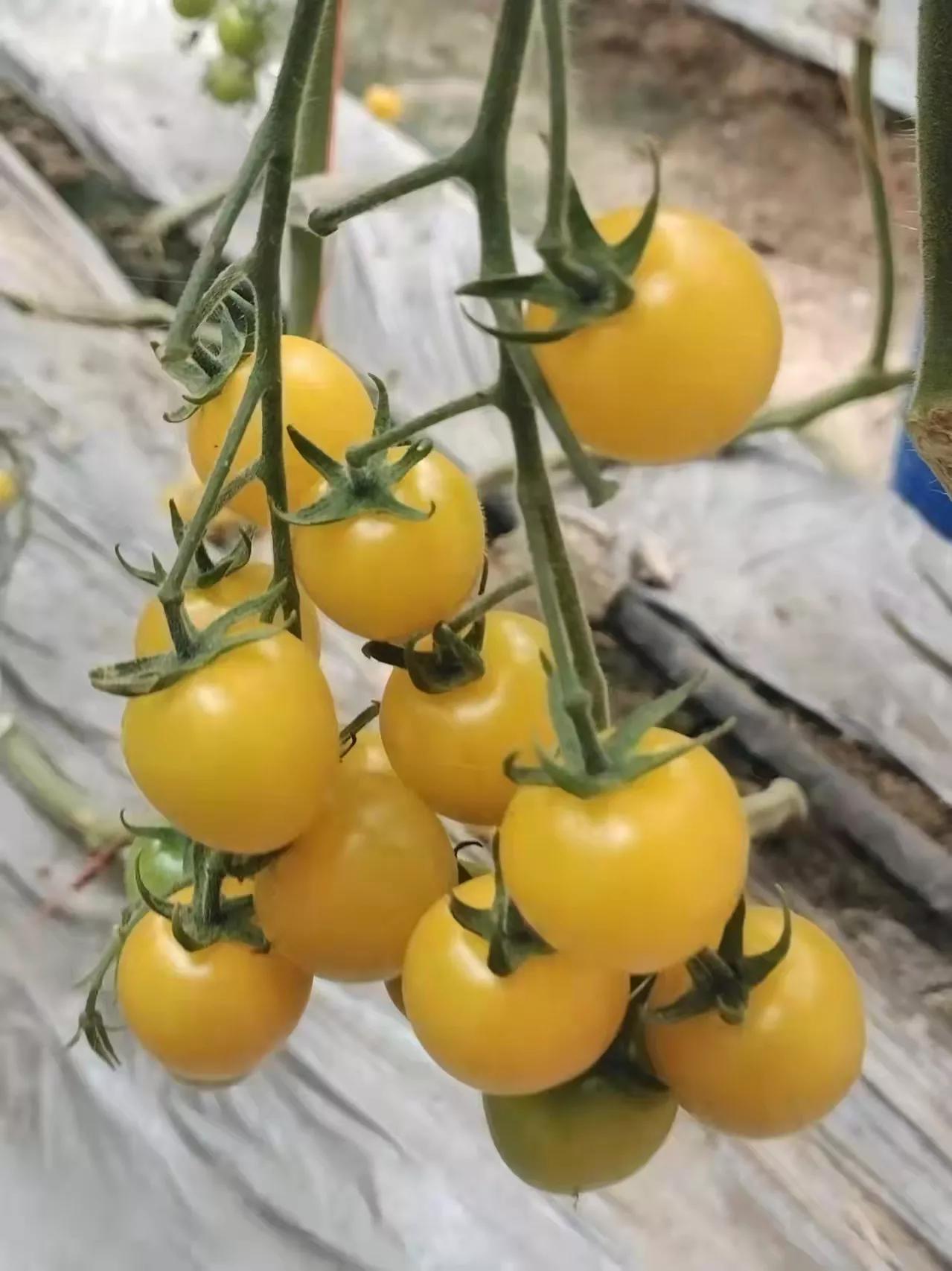 疫情过后哪个职业最赚钱,疫情结束后的赚钱职业