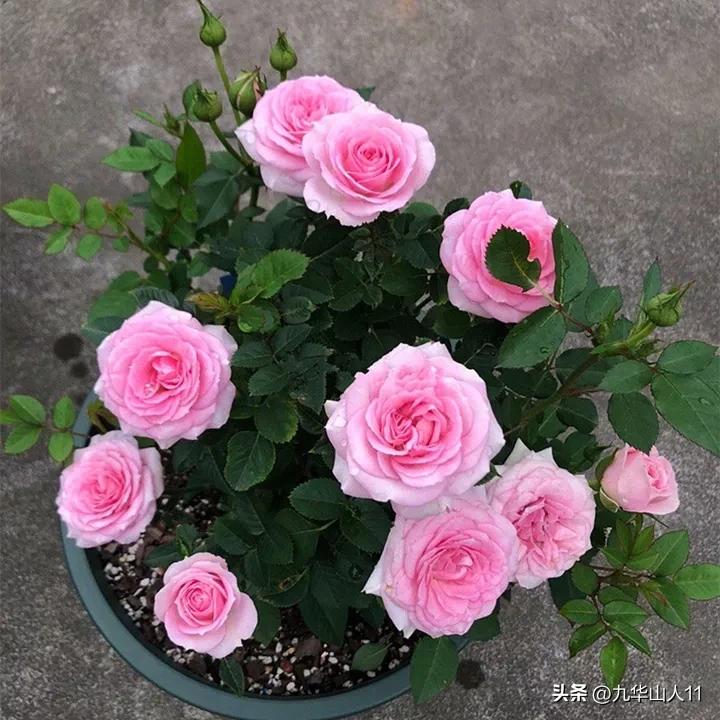 微型月季嫁接最佳品种,丰花微型月季品种有哪些