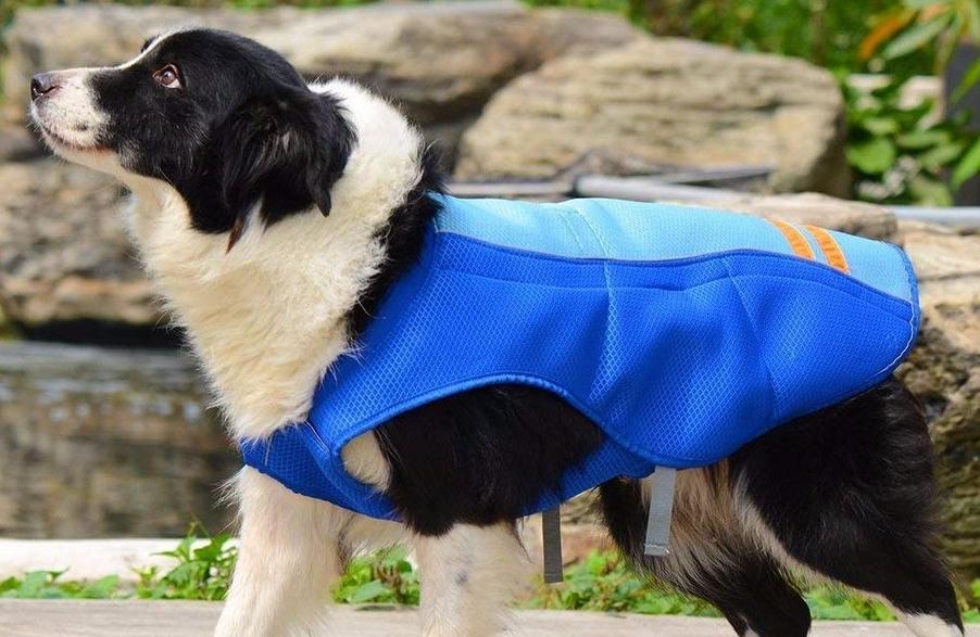 猫狗太臭了怎么办,为什么猫狗夏天不热