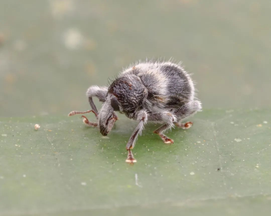 昆虫界的大熊猫有人见过吗?