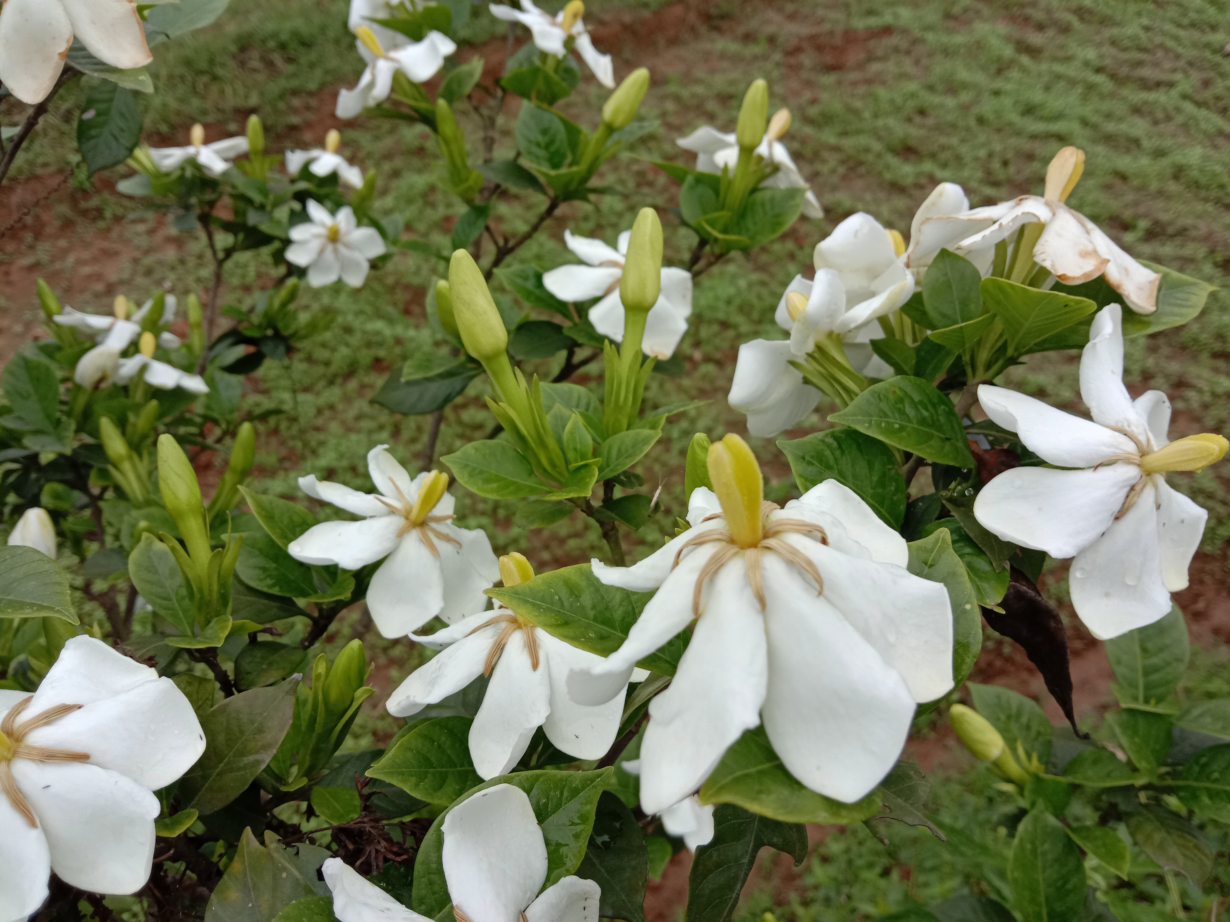 栀子能和什么一起泡,栀子可以每天泡水喝吗