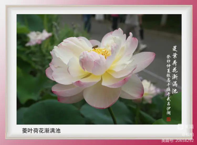 诗图战友情（九十五）荷花别样红