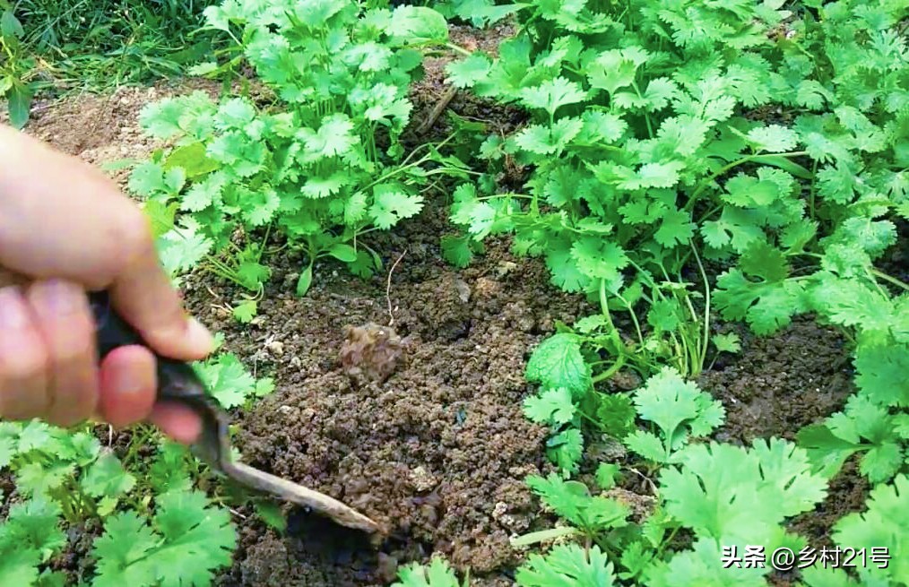 种植香菜的水肥管理,如何种植香菜能使香菜粗壮