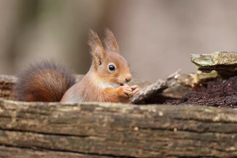 素食宠物排行榜前十名有哪些,素食宠物食品
