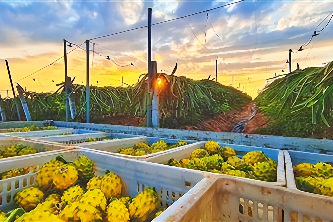 佳农厄瓜多尔麒麟果,厄瓜多尔麒麟果