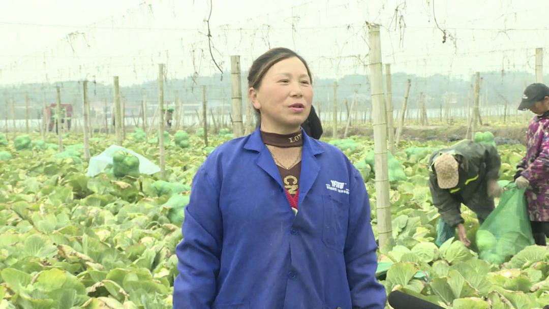 回到农村种田带村民致富,返乡种植中草药带领乡亲同致富