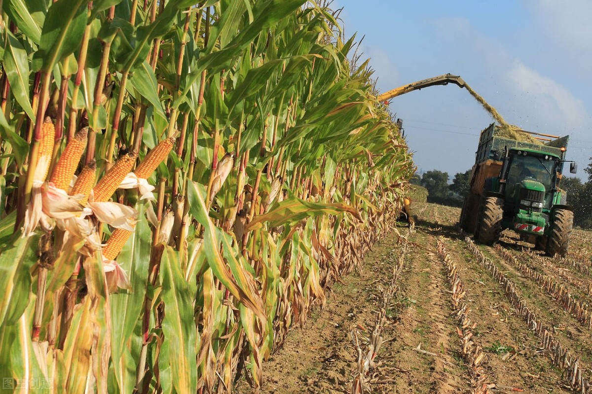 玉米秆叶可以直接喂羊吗,玉米杆可以喂羊吗