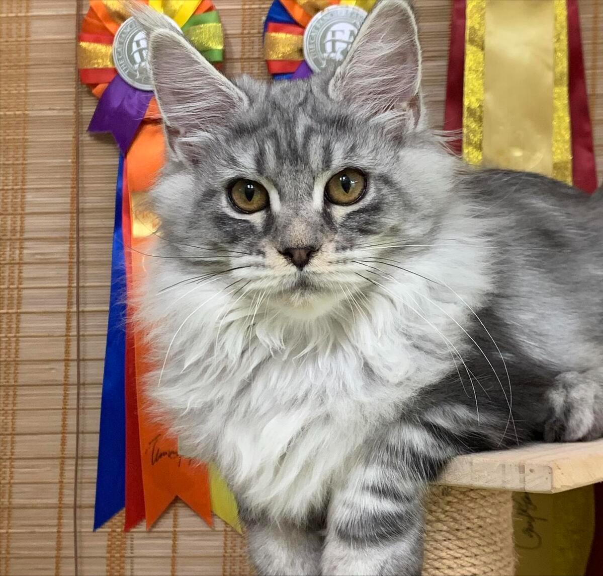 美国缅因猫可以养吗,为什么不介意养缅因猫