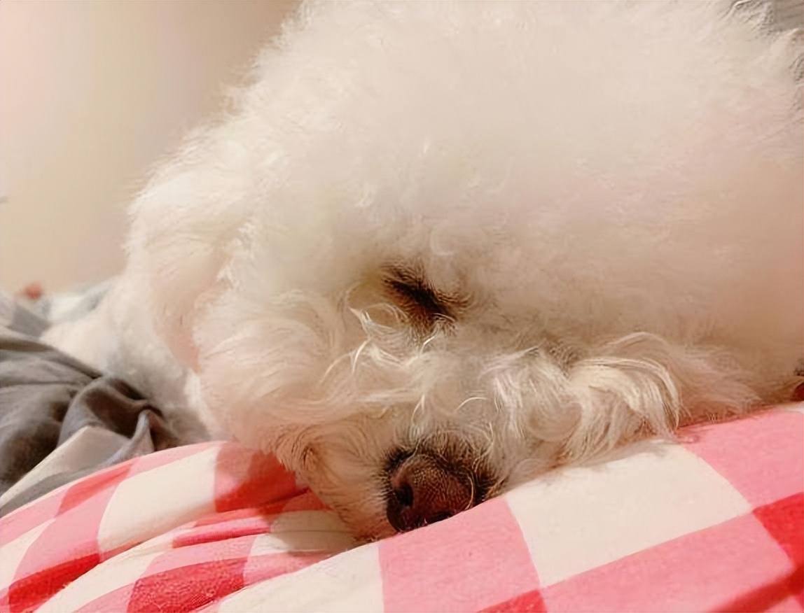 比熊一生必经五个阶段,比熊最坏的5个坏习惯