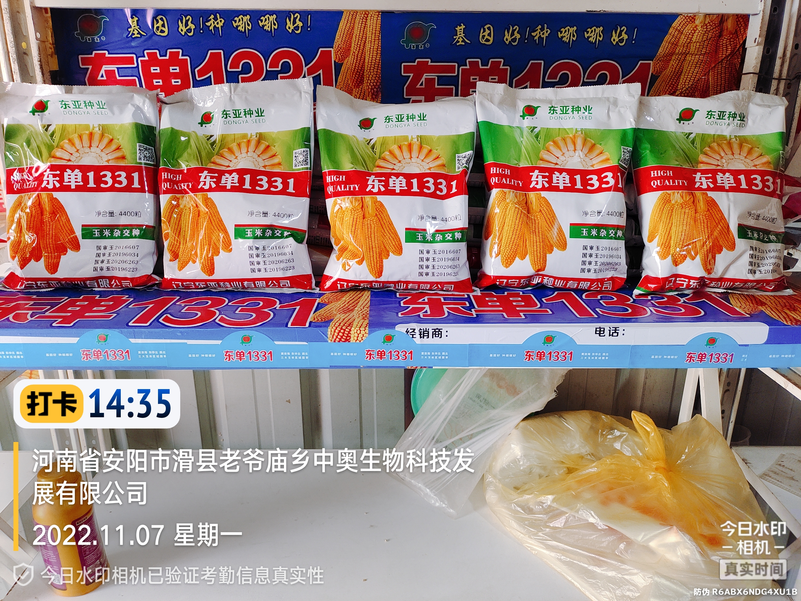 下屯卖玉米种子的怎么分出真假,玉米种子东单1331怎么样辨真假