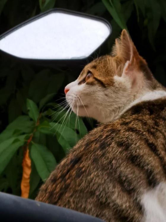 北中医猫,北中医校园