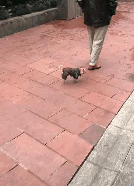 魔性猫咪动图,猫咪撒娇搞笑动图