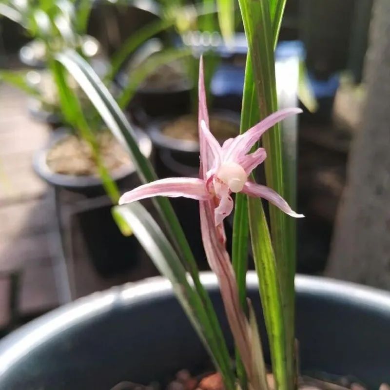 快来看看，兰花的世界真奇妙|壹木星球No.14