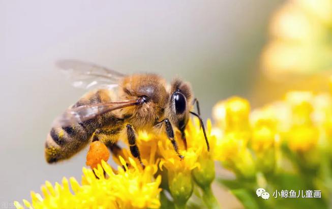 蜜蜂采蜜回家全过程,蜜蜂采蜜回家的样子