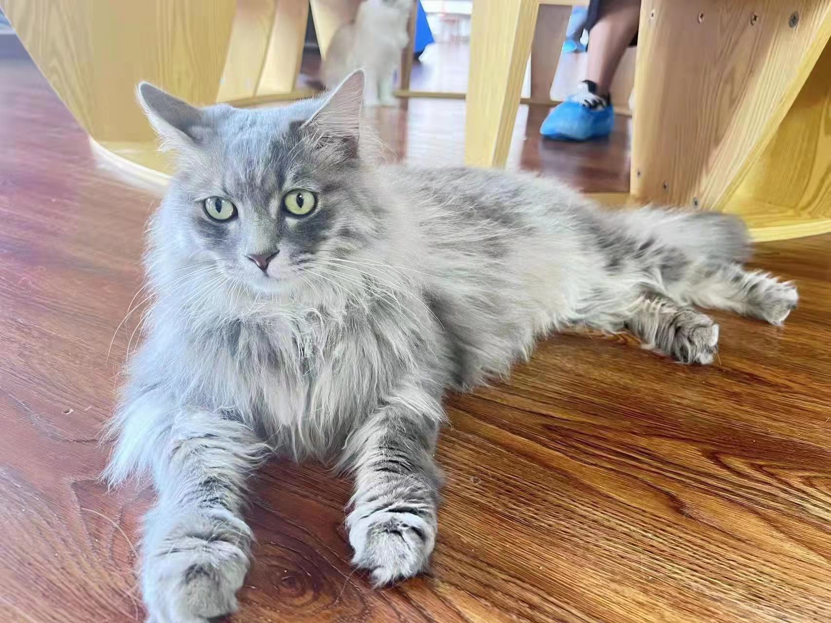 猫咪打441康复的表现,猫咪被打后害怕主人的表现