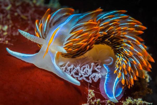 水下世界神秘视频,让人惊叹的水下视频