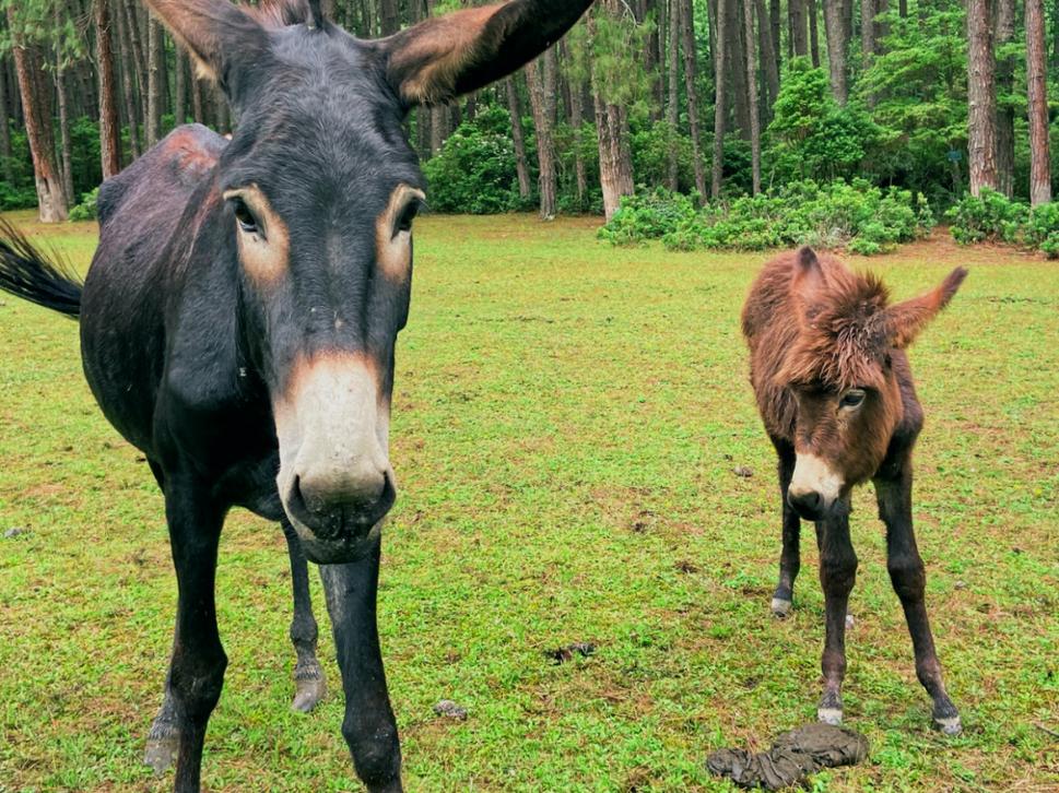 大理攻略｜诺邓古村，不只有盐与火腿的交响曲