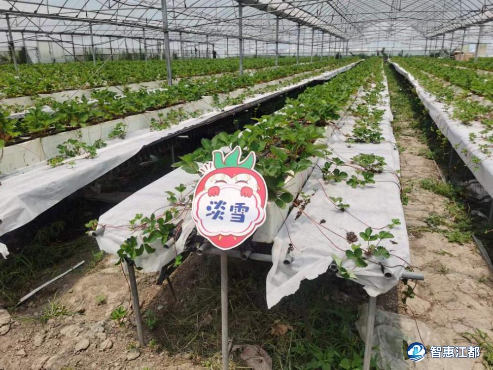 江都星创天地科技园,江都区星创天地