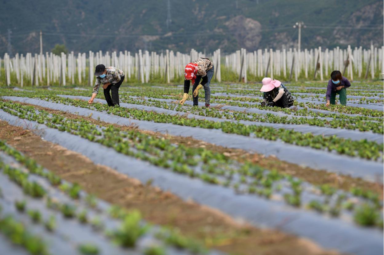 日本抢注的中药专利如何拿回,日本抢注全球七成以上中药专利