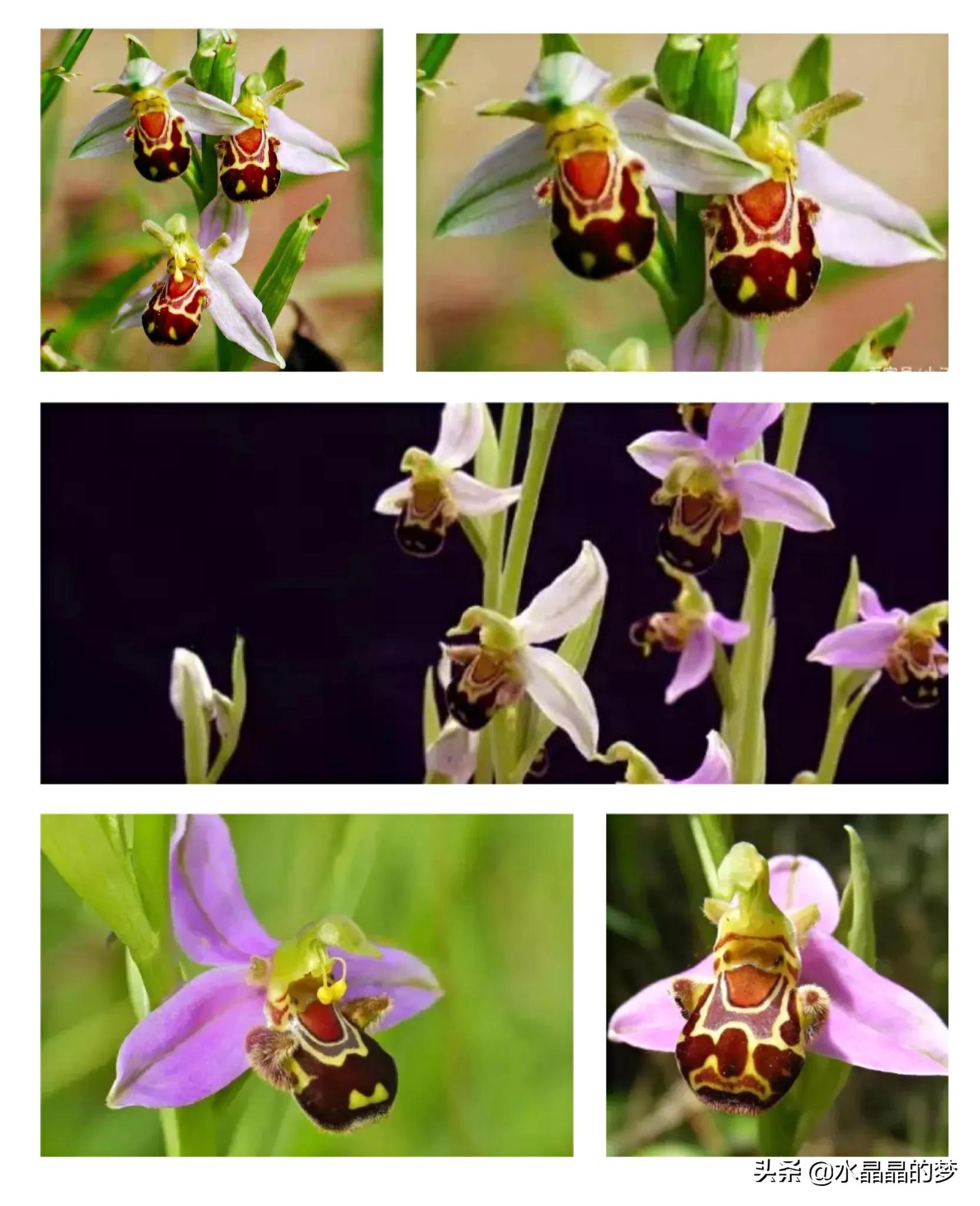 长得像兰花的兰花品种,奇葩兰花品种图片大全
