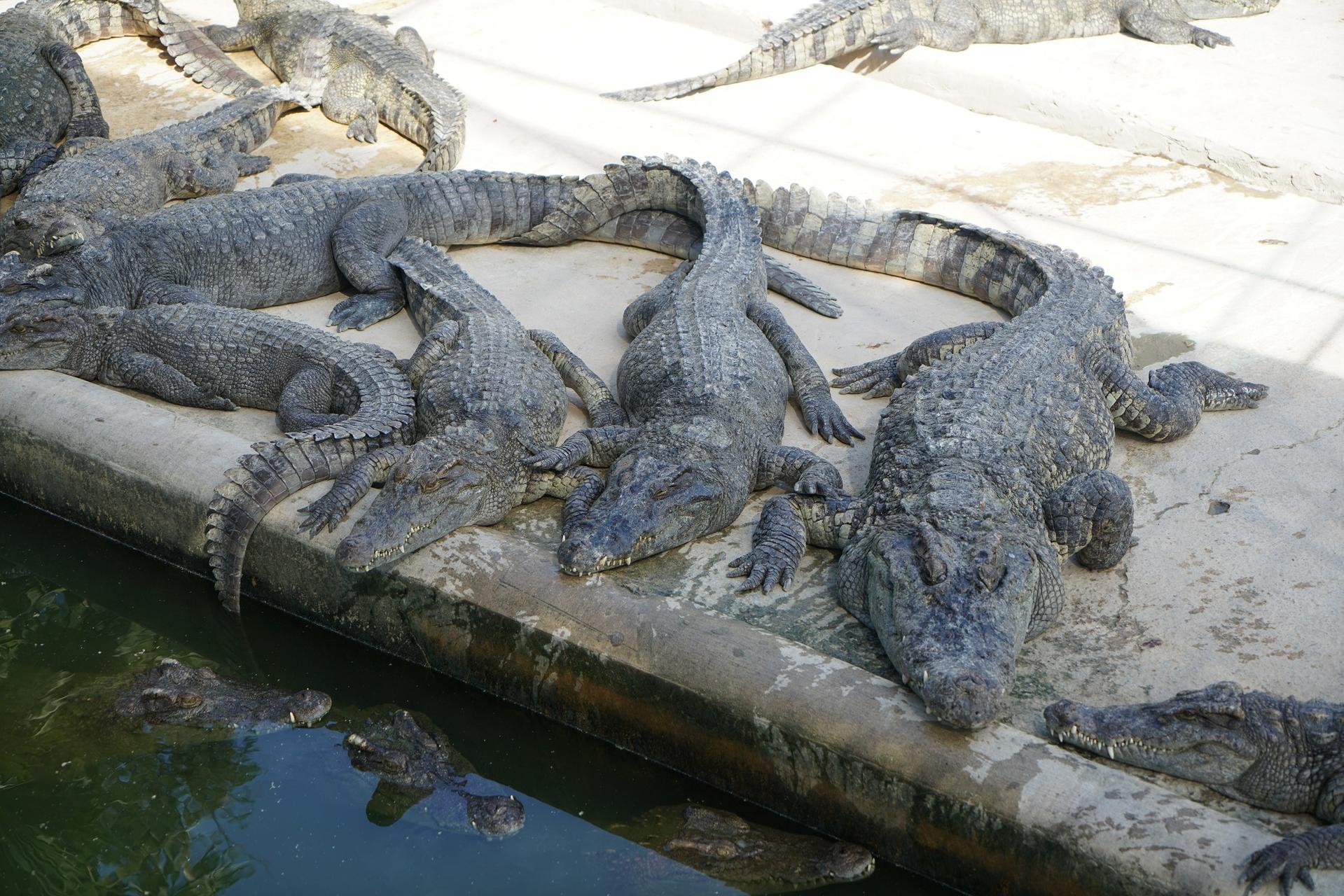 暹粒在柬埔寨什么地方,柬埔寨暹粒攻略简介