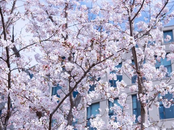 上海必打卡学府,上海最高学府排名第一