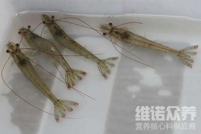 对虾各阶段饲料用量,对虾养殖饲料用量