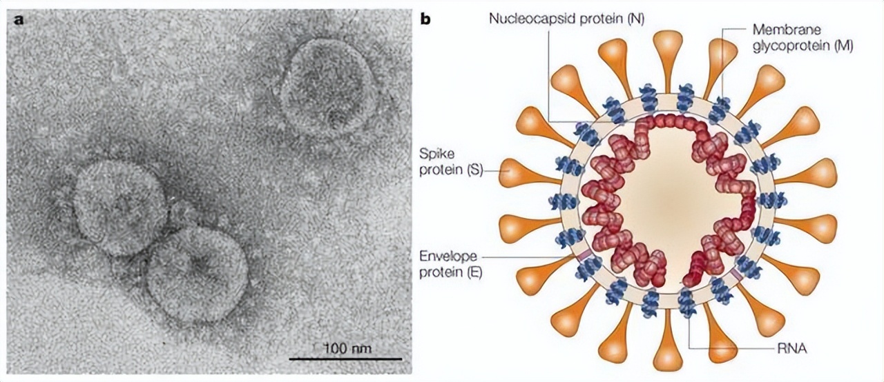 罗非鱼感染嗜水气单胞菌怎样治疗,罗非鱼病毒