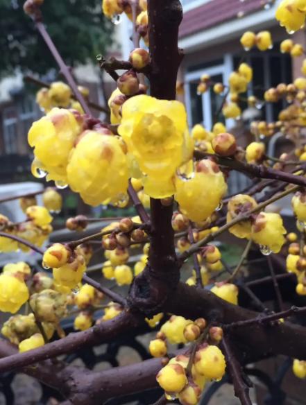 18种花卉的种子,100种最好养又好看的花