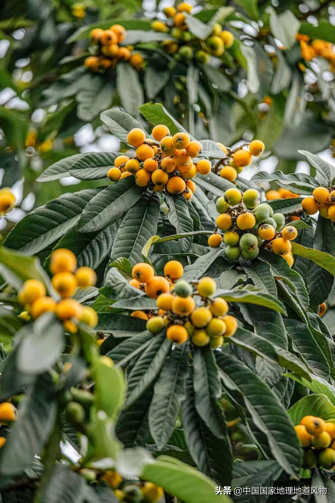 北方人认识枇杷吗,南方人有多爱嗦粉