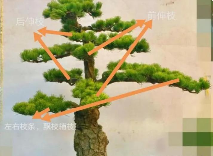 不理解枝条分布？掌握这4点，哪种造型都不难