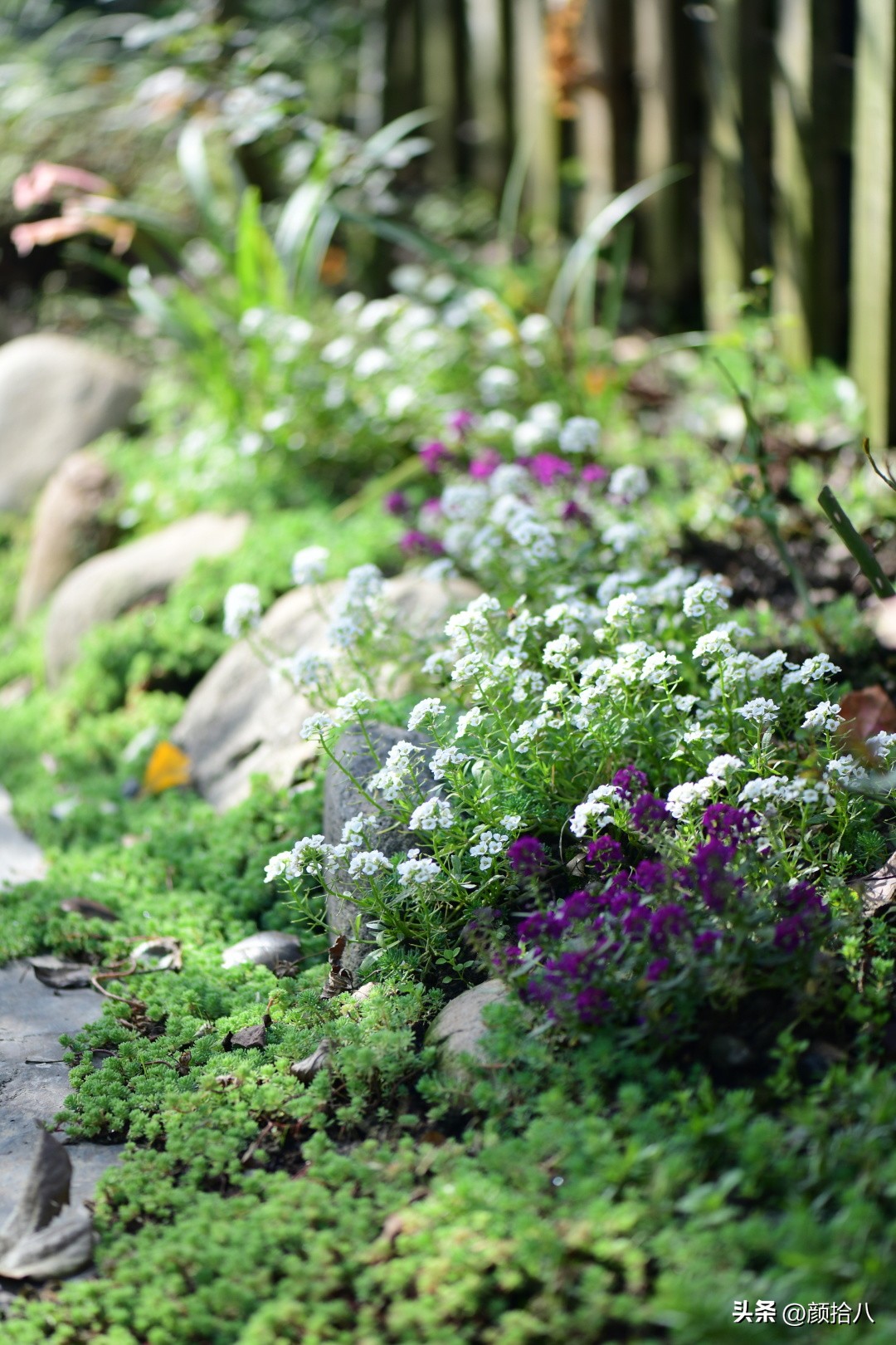 天冷怎么注意植物冻死,植物怕冷怎么过冬