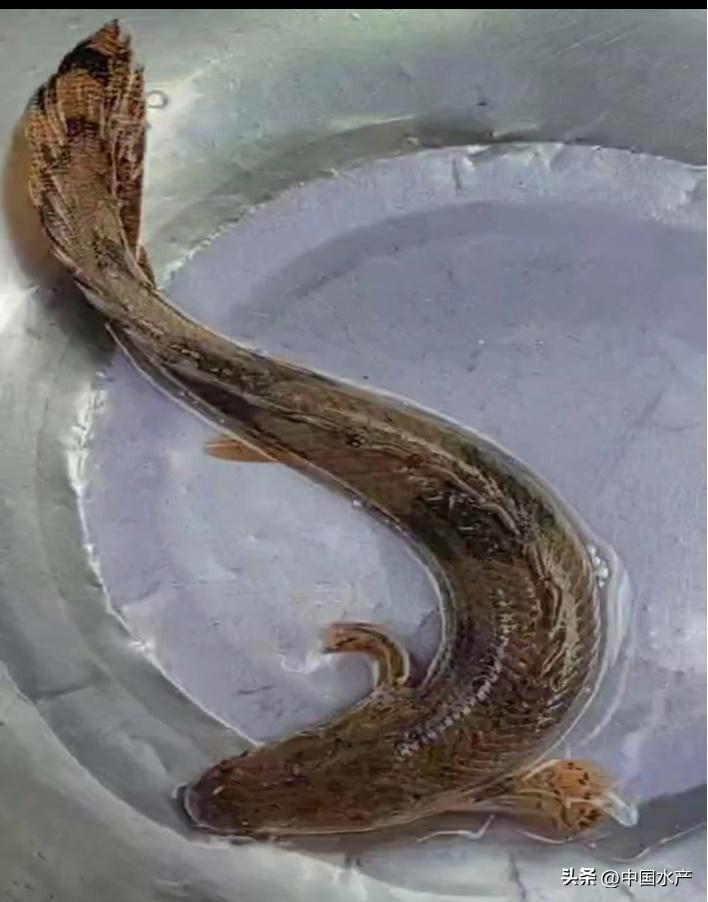 水生外来物种入侵防控工作方案,水生动物防疫