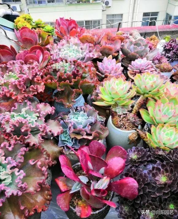 多肉什么季节买便宜,多肉什么季节买才最好