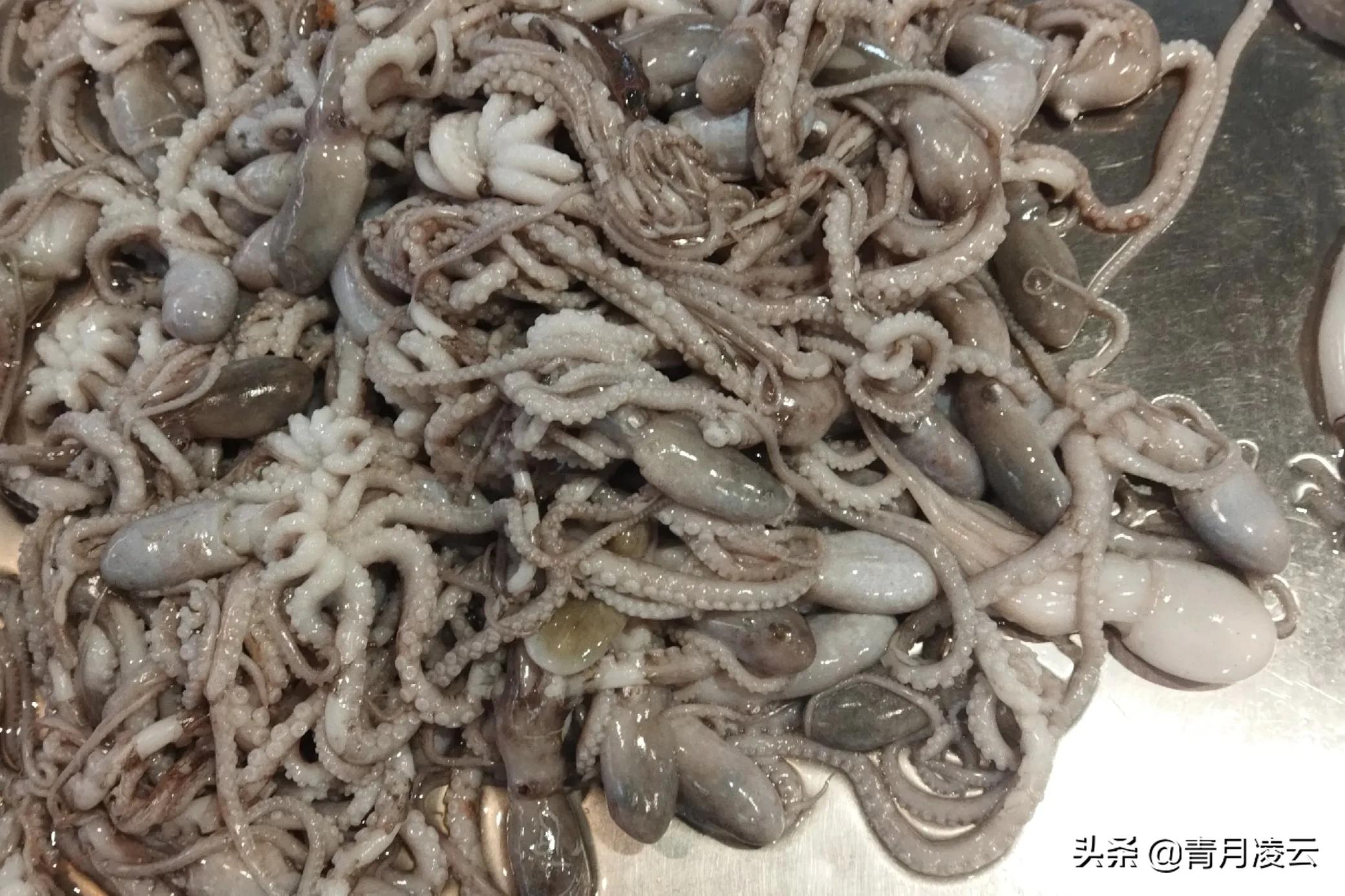 海鲜市场常见海产品图鉴,海鲜市场常见海产品图鉴表图例