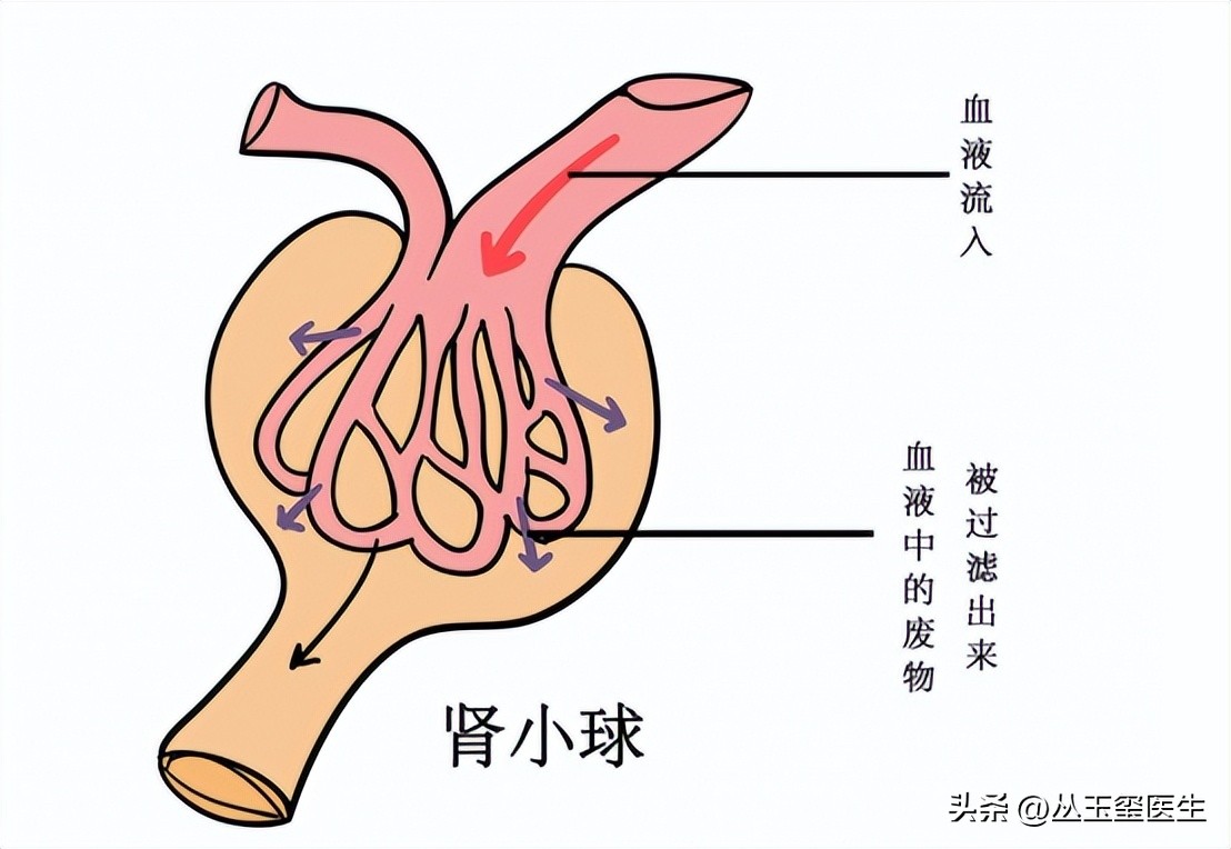 心血管疾病尿毒症,尿毒症最常见的心血管表现
