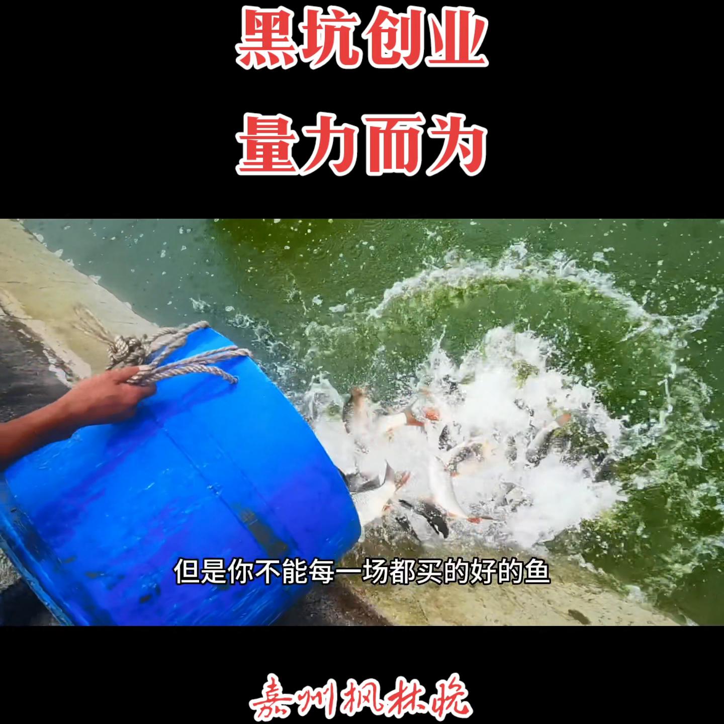 黑坑钓鱼创业视频,黑坑创业培训