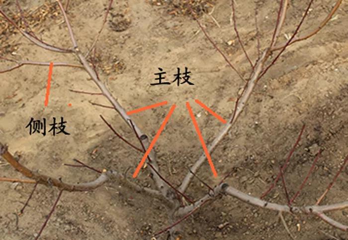 桃树花芽分化后修剪,桃树花芽不多怎么修剪