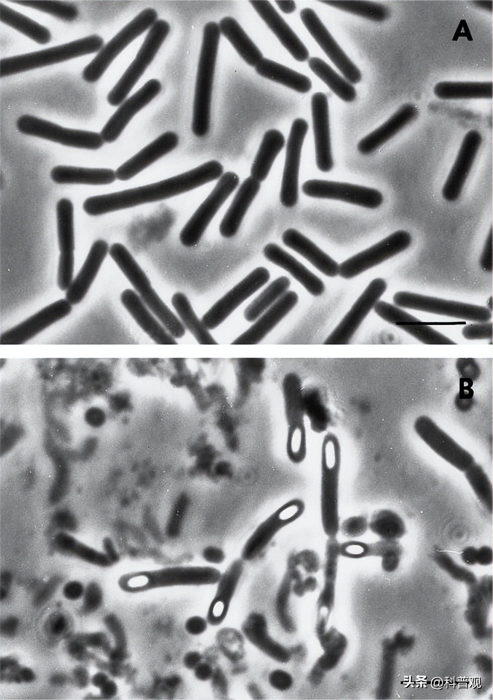 四川臭猪肉悬挂房梁30年,四川臭猪肉对人有什么危害