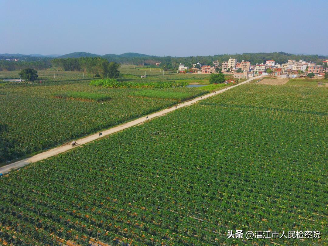 情怀、理念、路径、拼劲、执着、传承——以6个关键词总结湛江市检察院乡村振兴工作