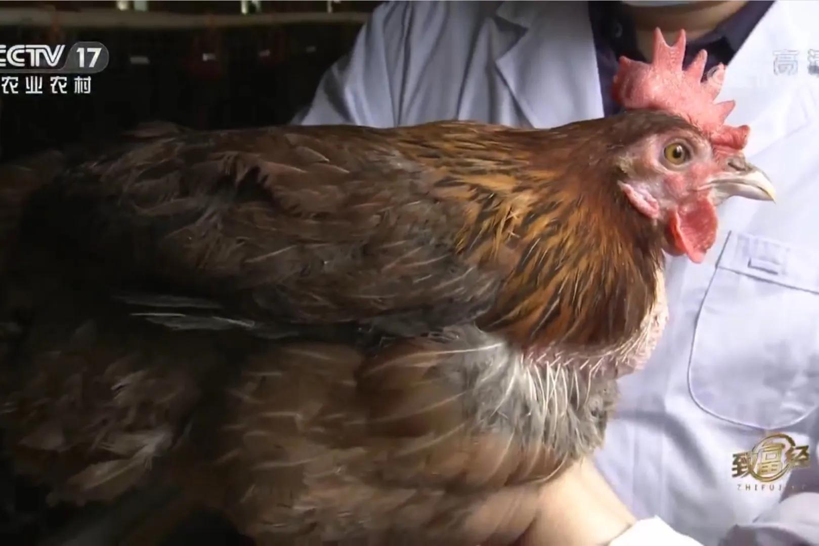 一小伙承包荒山搞养殖年挣百万,河北小伙种100亩地一年赚多少钱