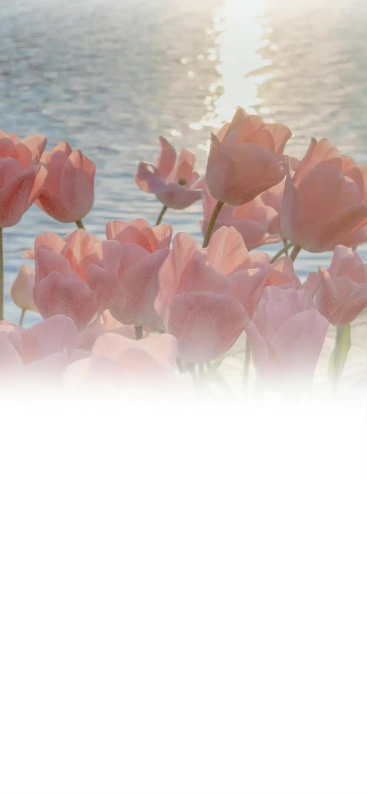 渐变聊天背景图片,纯绿色渐变聊天背景图片